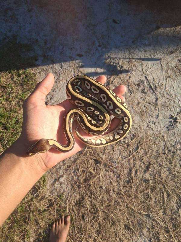 Mojave/Mystic ball python male from the June 11 clutch, coiled in hand showing his bold dorsal stripe and donut markings