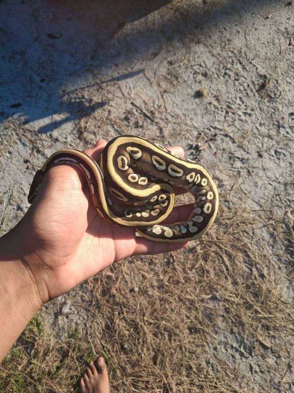 Mojave/Mystic male ball python coiled in hand, dark with a bold cream dorsal stripe and donut markings