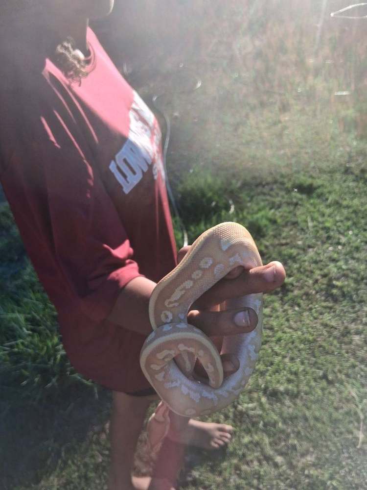 Banana combo male ball python held outdoors, bright peach and cream pattern