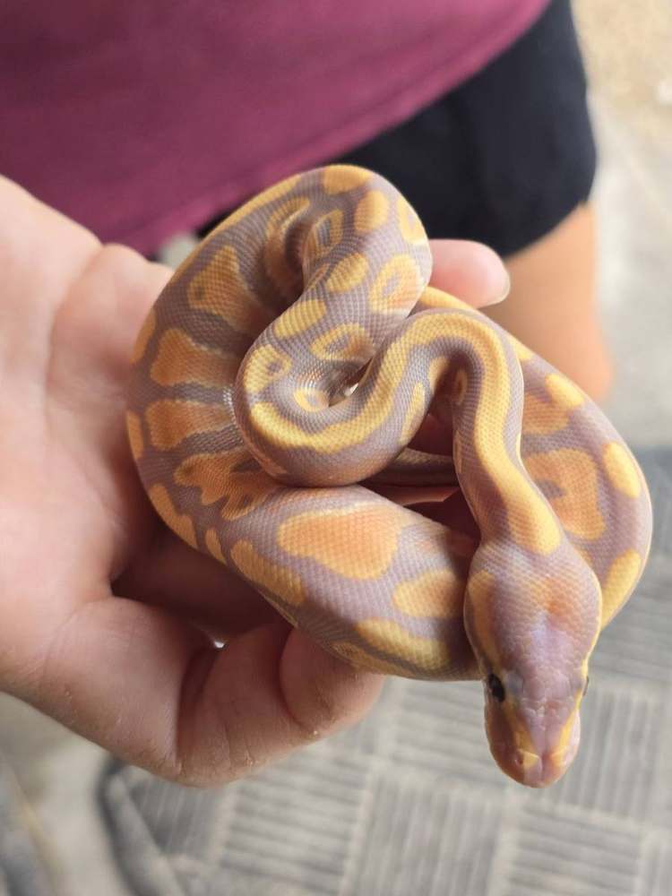 Banana Mojave/Mystic male ball python with lavender-purple tones under orange pattern, coiled in hand