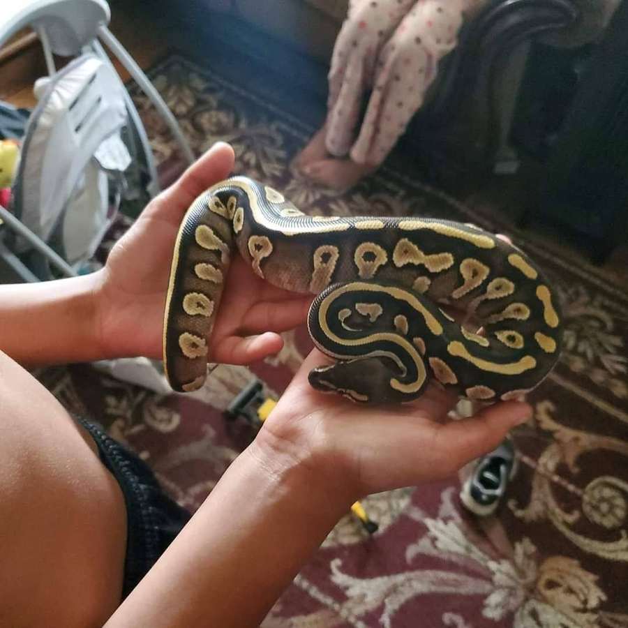 Dam of the clutch, a dark Mojave/Mystic female ball python with bold dorsal stripe, held in two hands