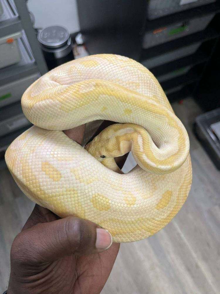 Sire of the clutch, a pale yellow and white Banana Lesser Pastel het Clown male ball python coiled in hand