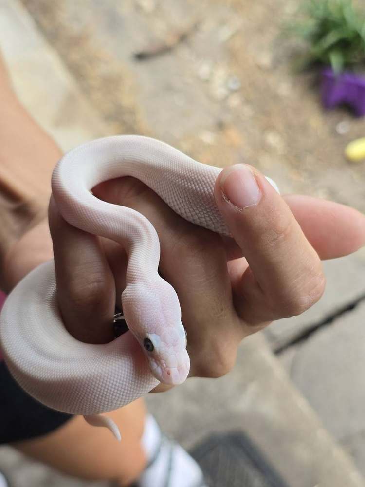 White blue-eyed leucistic (BEL) female ball python from the clutch, held in hand